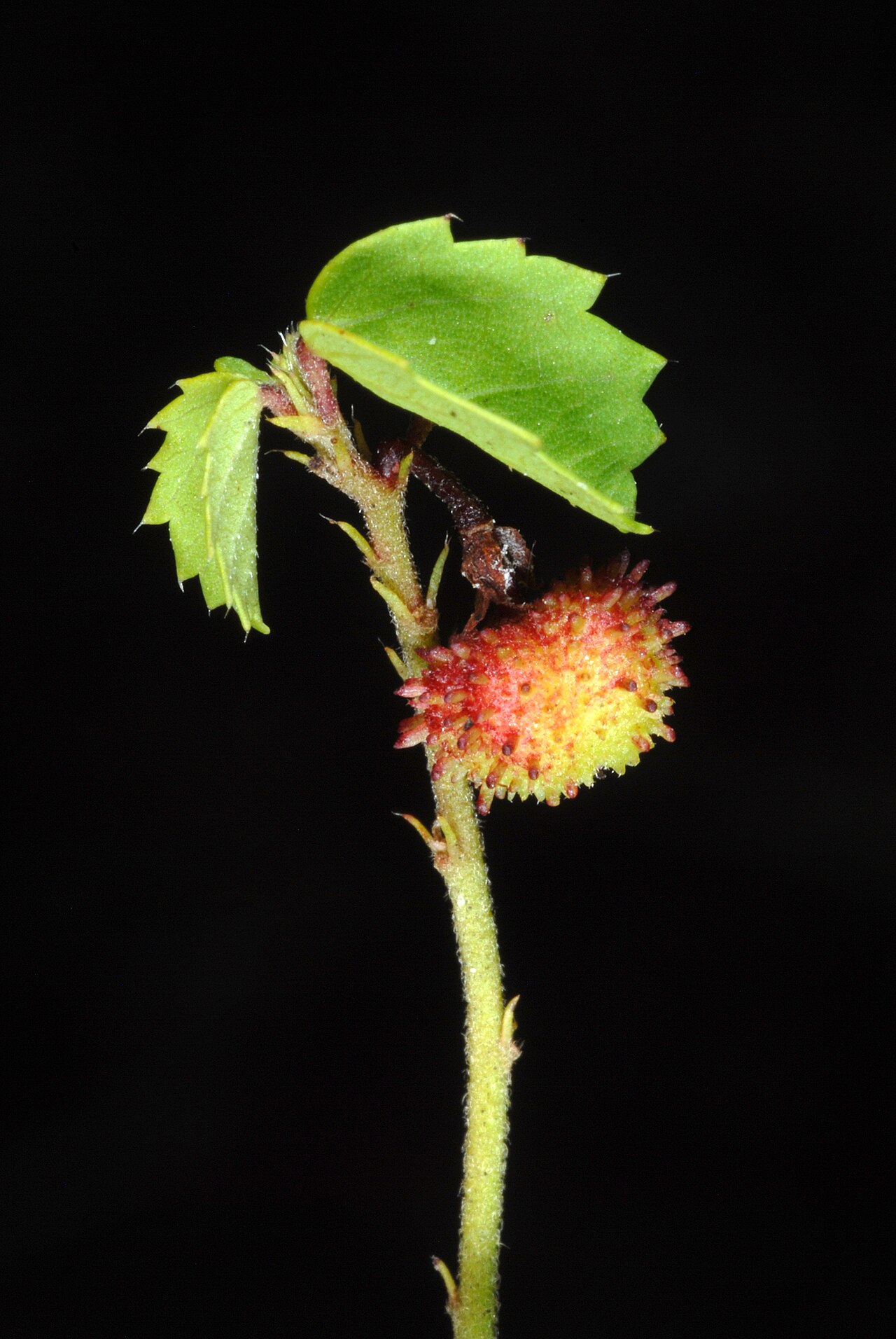 Ayenia euphrasifolia: Ayenia euphrasifolia