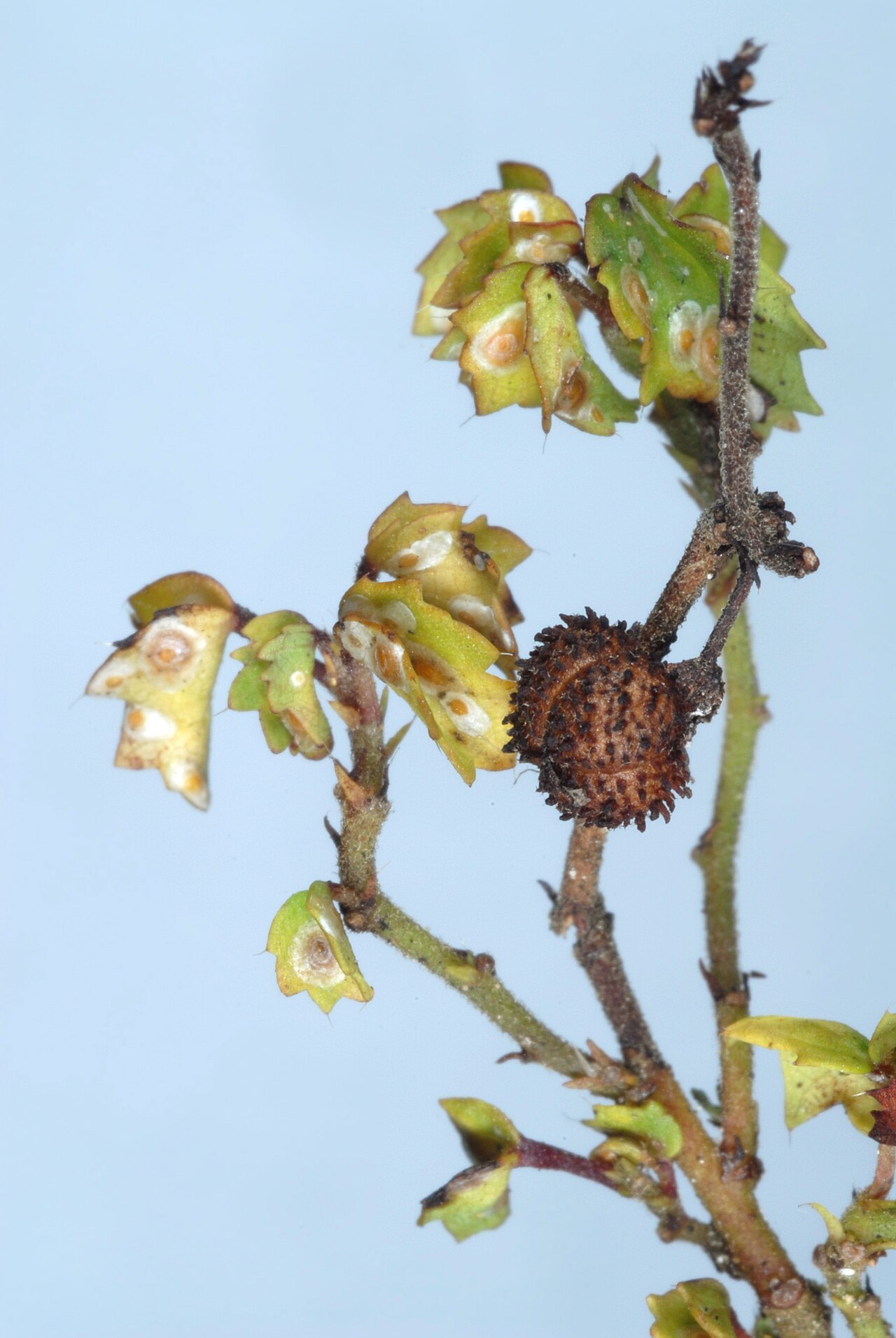 Ayenia euphrasifolia: Ayenia euphrasifolia