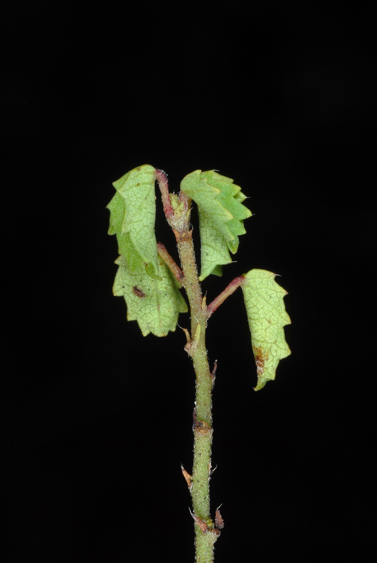 Ayenia euphrasifolia: Ayenia euphrasifolia