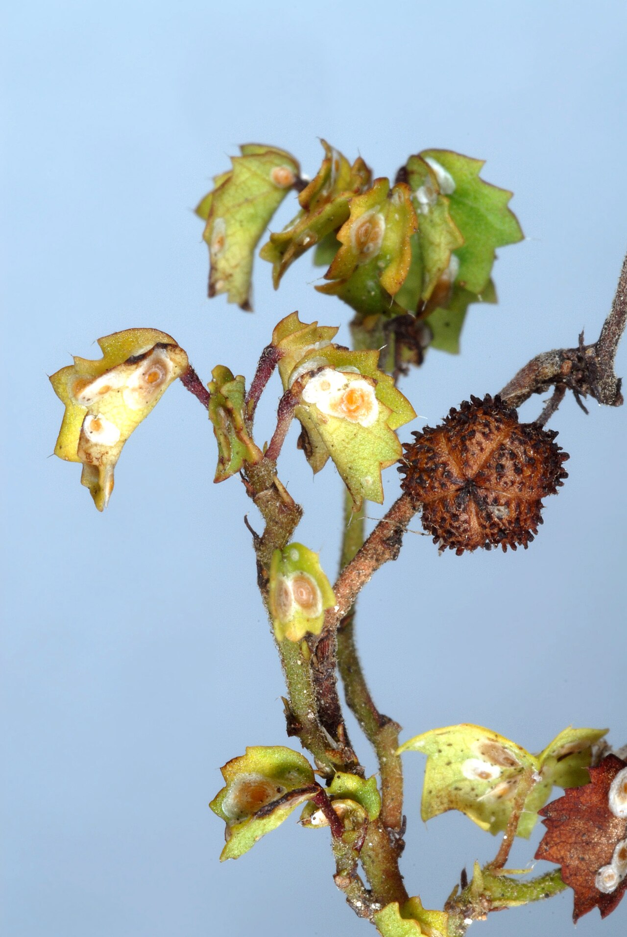 Ayenia euphrasifolia: Ayenia euphrasifolia