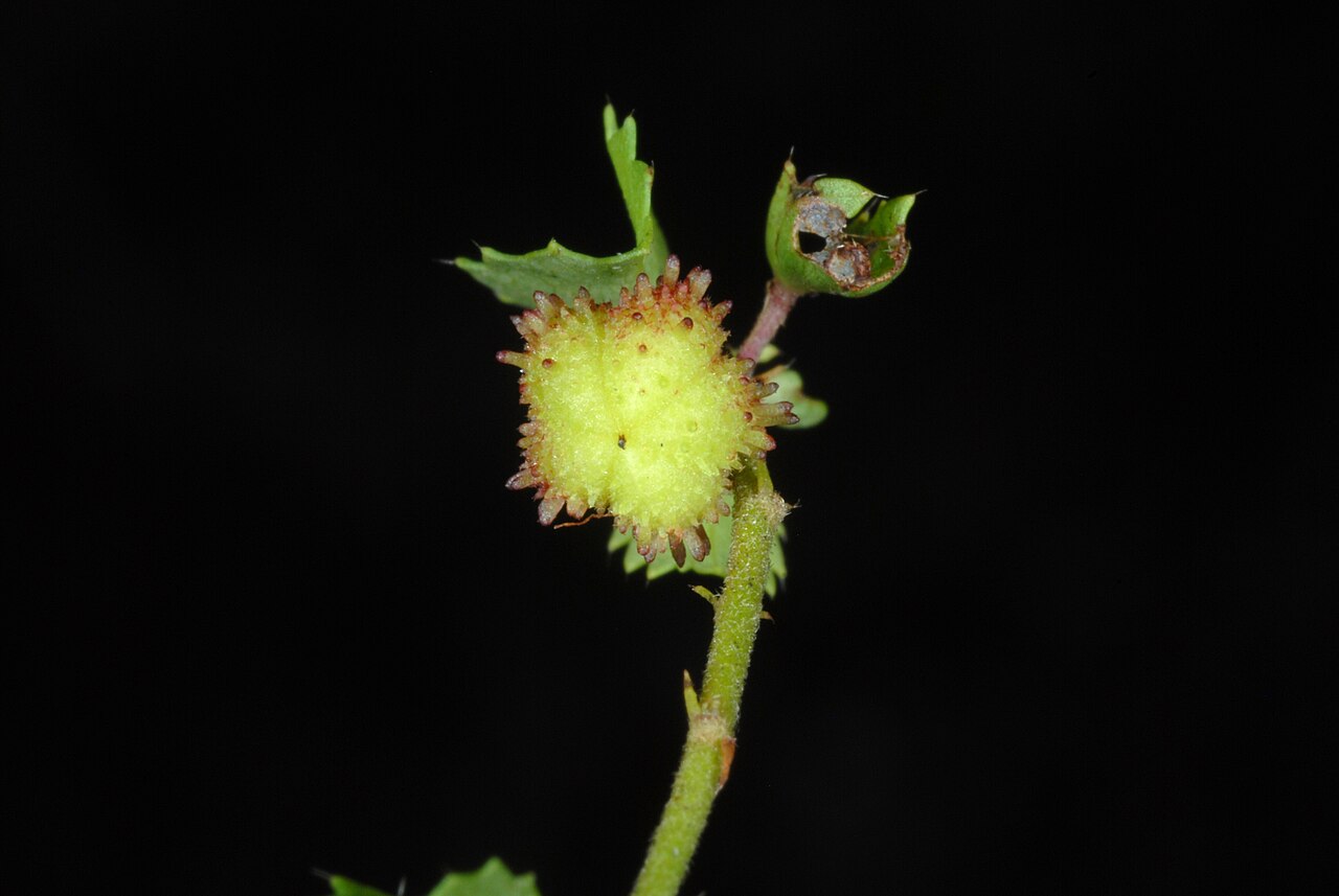 Ayenia euphrasifolia: Ayenia euphrasifolia