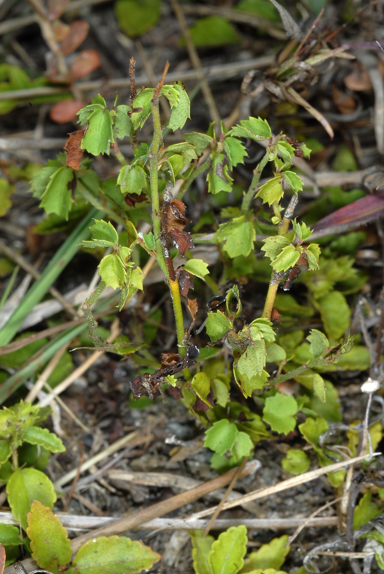 Ayenia euphrasifolia: Ayenia euphrasifolia
