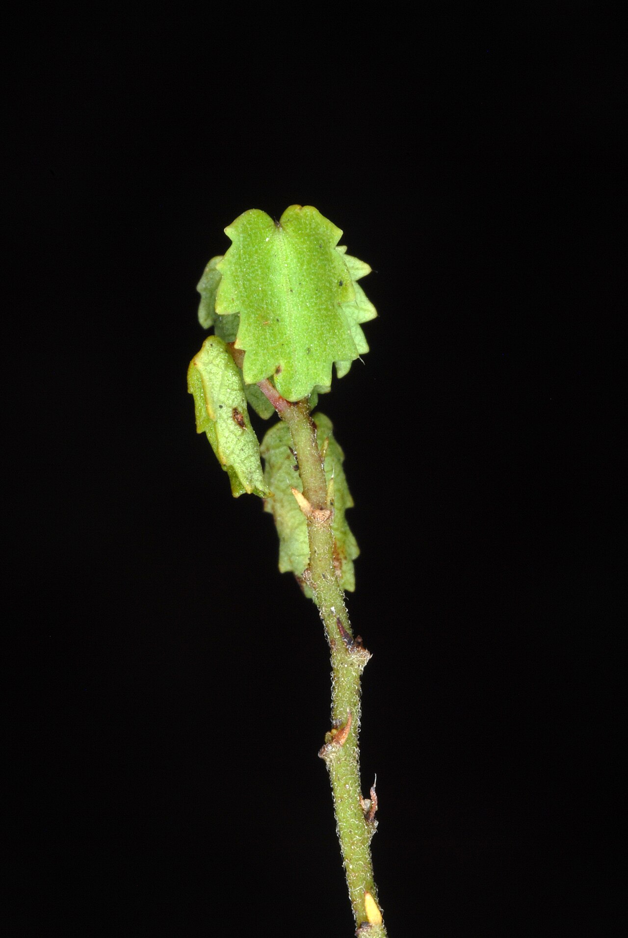 Ayenia euphrasifolia: Ayenia euphrasifolia