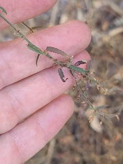 Trans-Pecos ayenia (Ayenia filiformis)