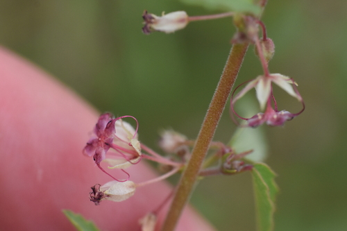 Trans-Pecos ayenia (Ayenia filiformis)