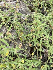 Trans-Pecos ayenia (Ayenia filiformis)