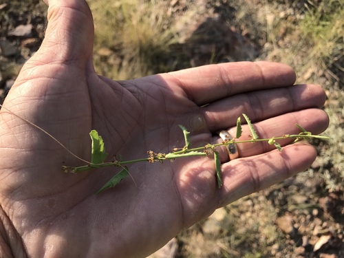 Trans-Pecos ayenia (Ayenia filiformis)