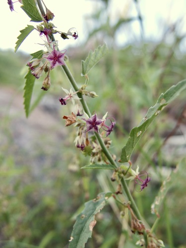 Trans-Pecos ayenia (Ayenia filiformis)