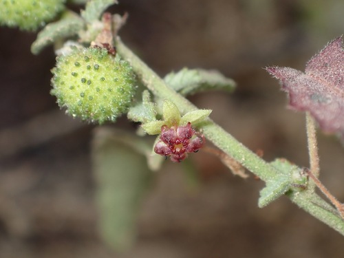 Trans-Pecos ayenia (Ayenia filiformis)