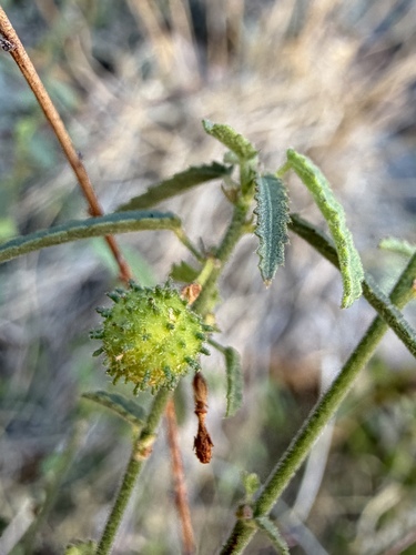 Trans-Pecos ayenia (Ayenia filiformis)