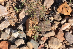 Trans-Pecos ayenia (Ayenia filiformis)