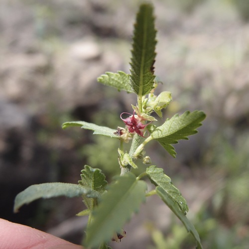 Trans-Pecos ayenia (Ayenia filiformis)