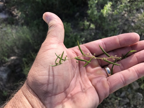 Trans-Pecos ayenia (Ayenia filiformis)