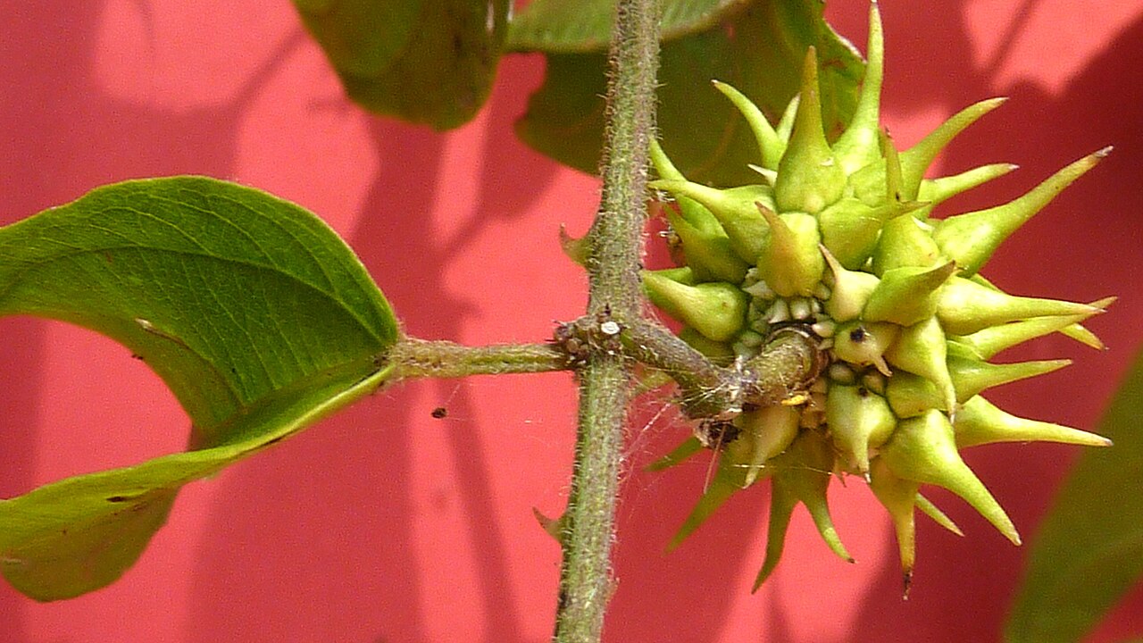 Ayenia filipes: Byttneria filipes Mart. ex K.Schum.