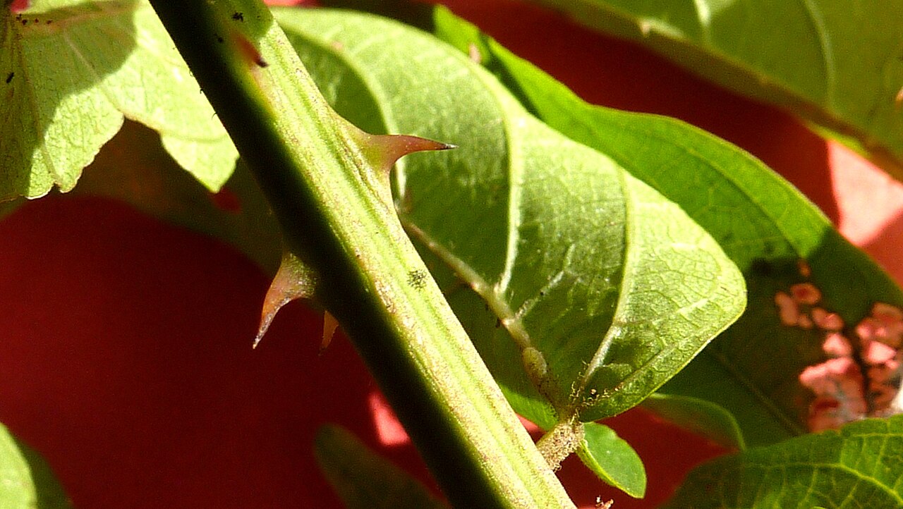 Ayenia filipes: Byttneria filipes Mart. ex K.Schum.