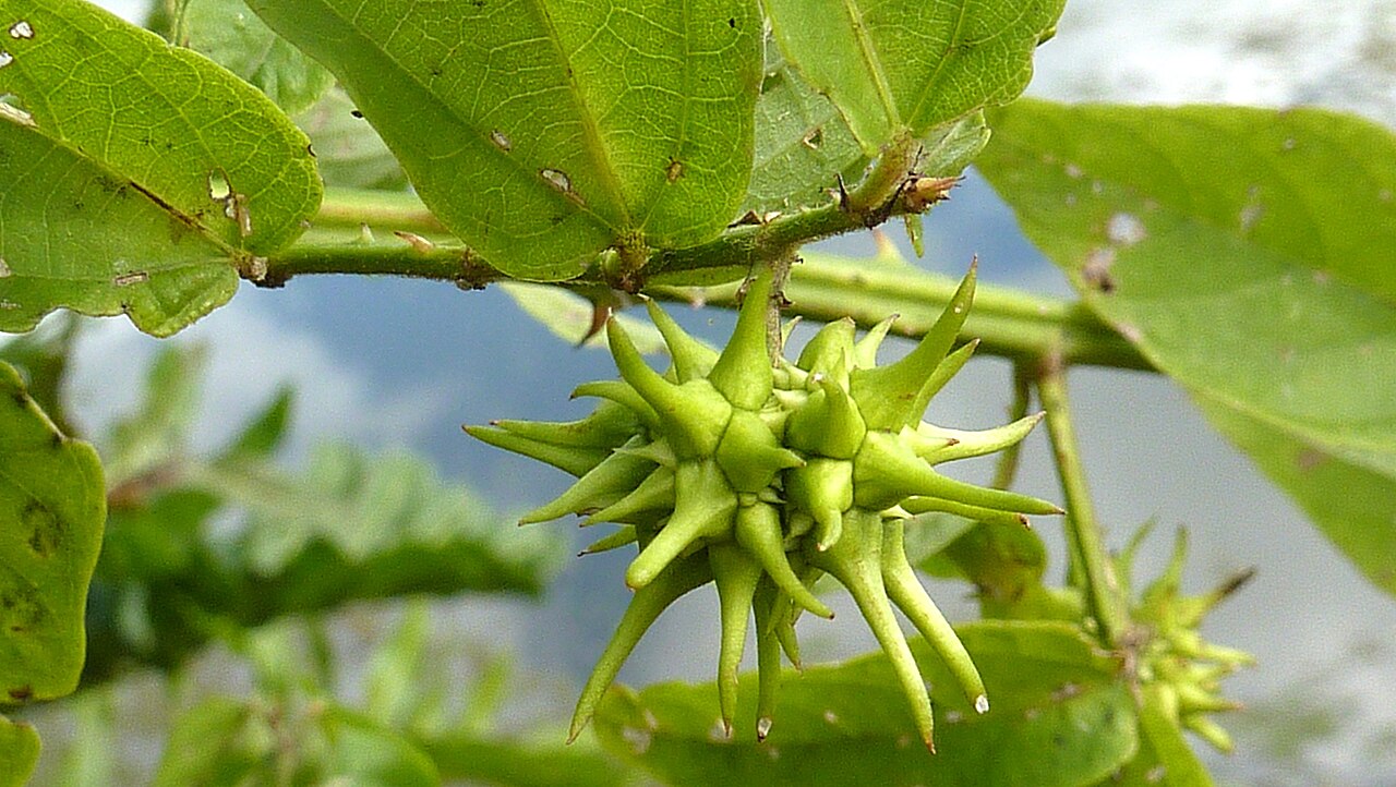 Ayenia filipes: Byttneria filipes Mart. ex K.Schum.