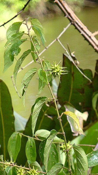 Ayenia filipes: Byttneria filipes Mart. ex K.Schum.