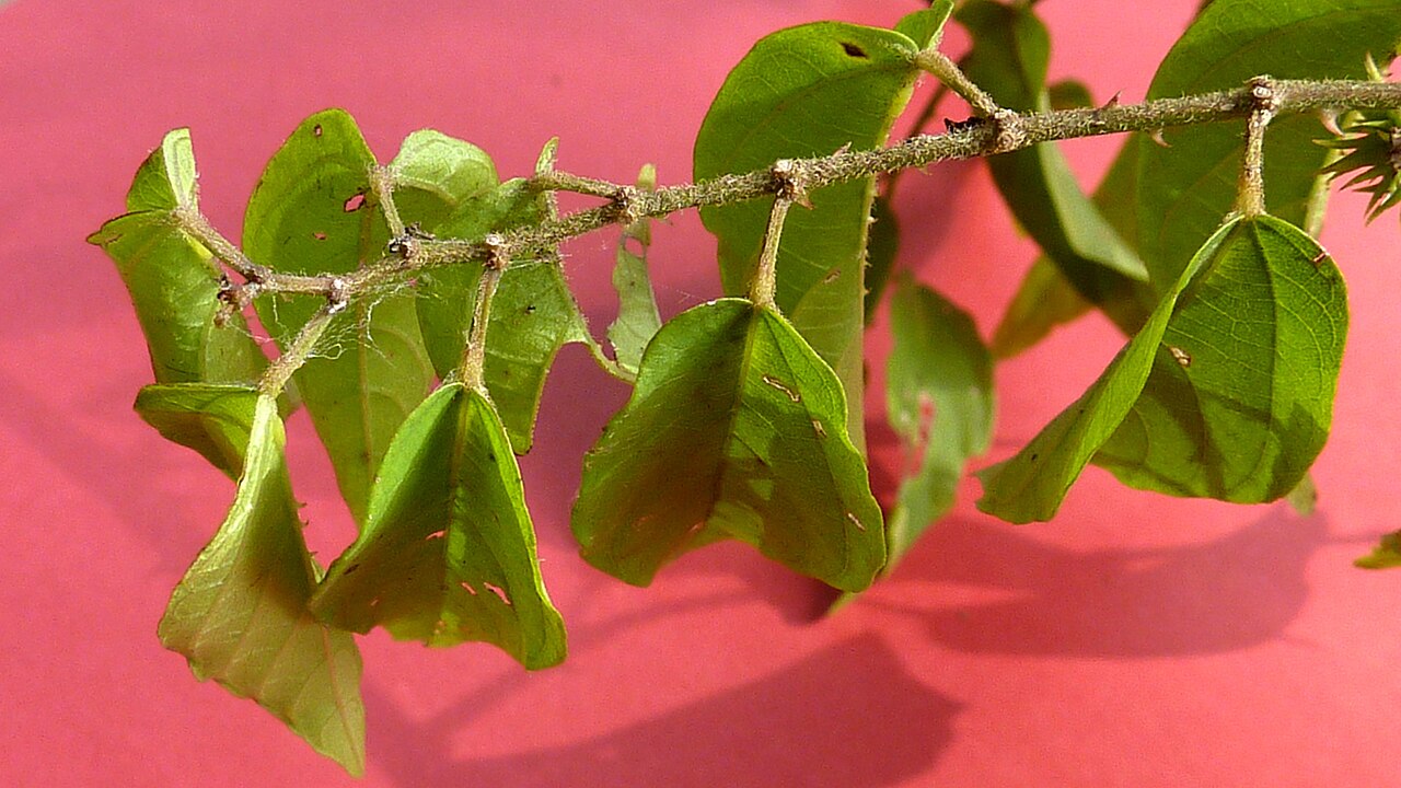 Ayenia filipes: Byttneria filipes Mart. ex K.Schum.