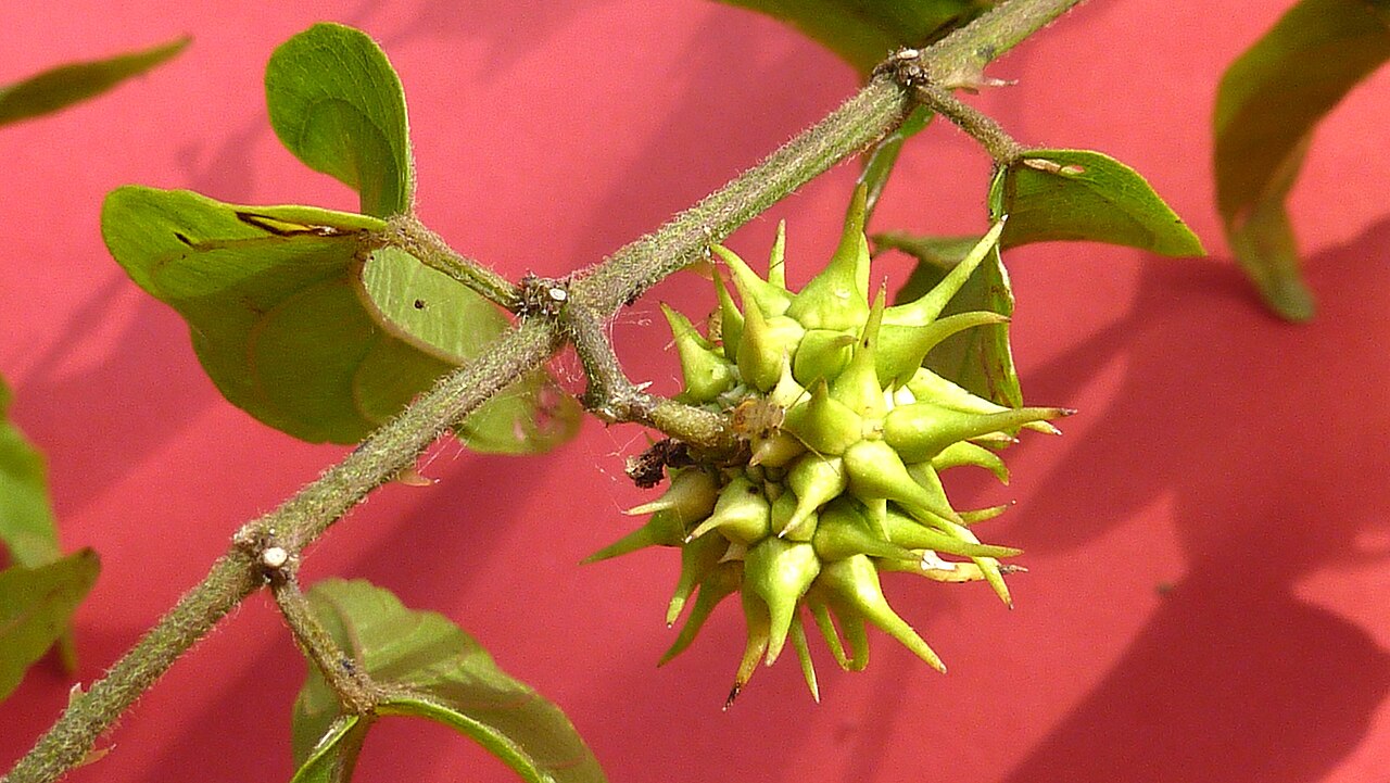 Ayenia filipes: Byttneria filipes Mart. ex K.Schum.