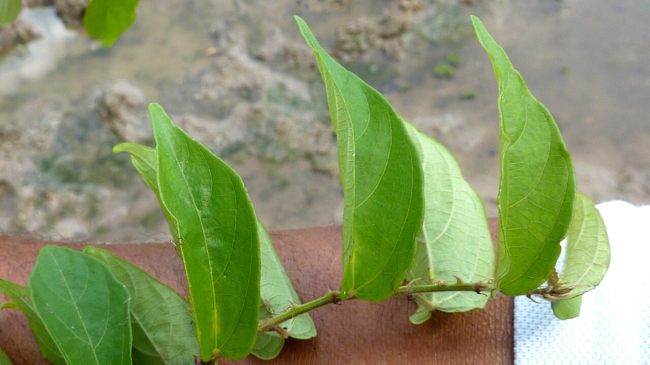 Ayenia filipes: Byttneria filipes Mart. ex K.Schum.