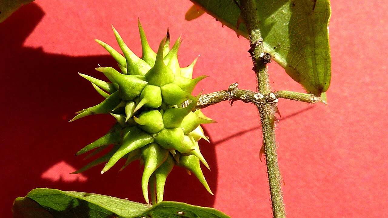 Ayenia filipes: Byttneria filipes Mart. ex K.Schum.