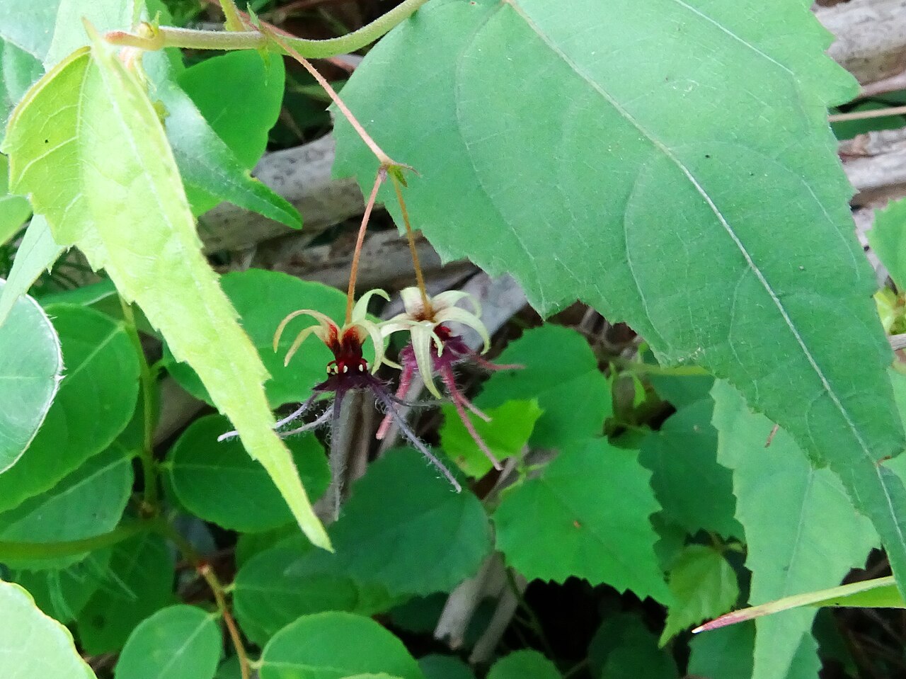 Ayenia herbacea: Byttneria herbacea seen in Turahalli Bangalore