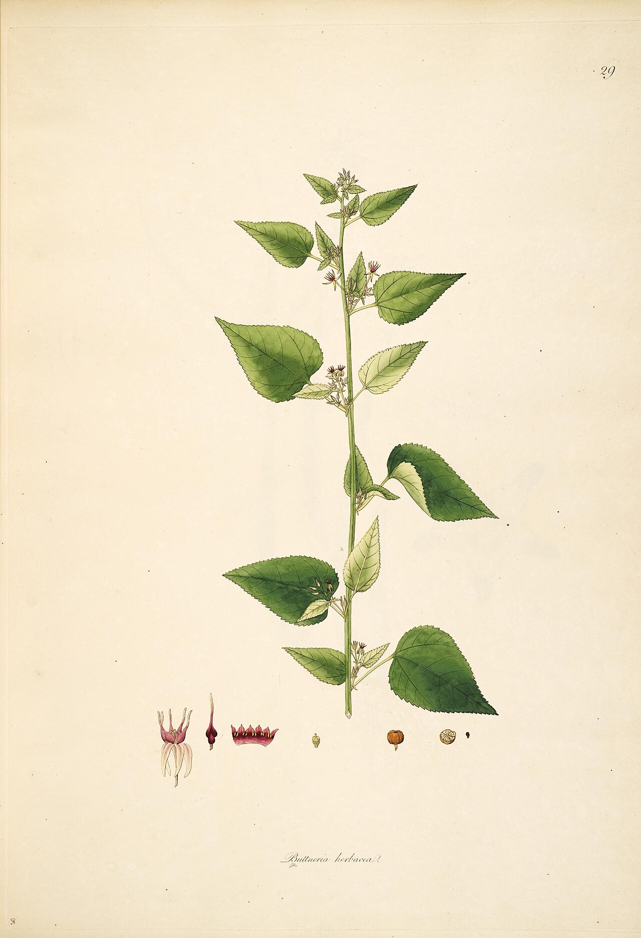Ayenia herbacea: For this 1795 publication with detailed text description on flora in India, see William Roxburgh , Plants of the coast of Coromandel - Volume 1 Coromandel coast