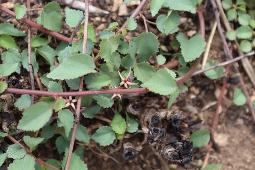 Ayenia herbacea (Ayenia herbacea)
