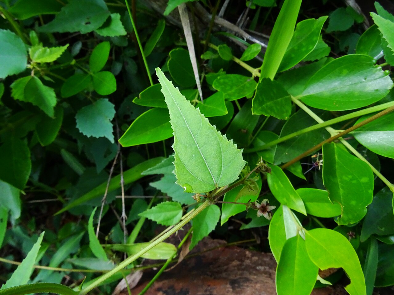 Ayenia herbacea: Byttneria herbacea leaf seen in Turahalli Bangalore