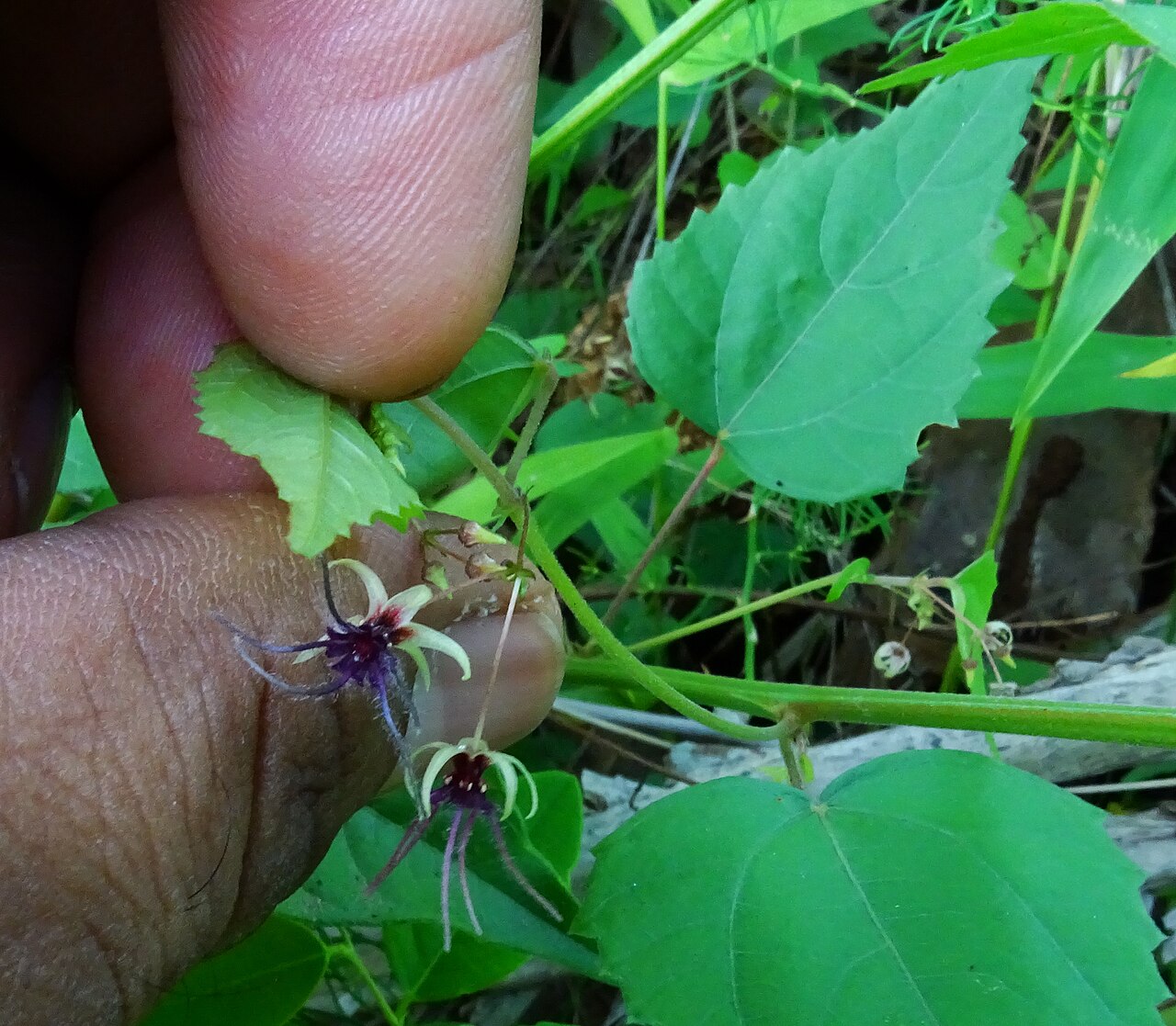 Ayenia herbacea: Byttneria herbacea seen in Turahalli Bangalore