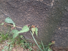 Ayenia herbacea (Ayenia herbacea)