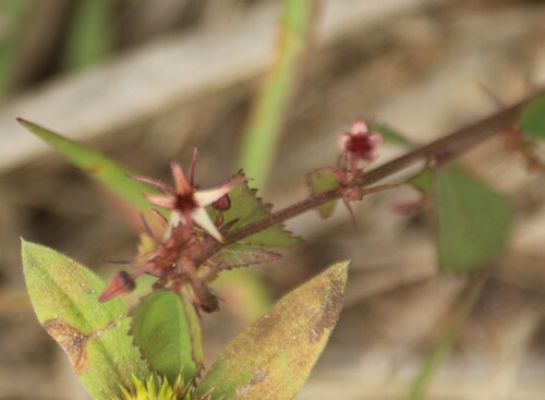 Ayenia herbacea (Ayenia herbacea)