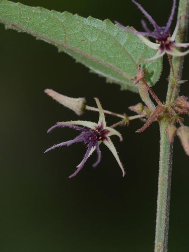 Ayenia herbacea (Ayenia herbacea)