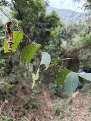 Ayenia hirsuta (Ayenia hirsuta)