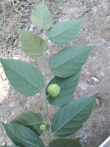Ayenia hirsuta (Ayenia hirsuta)