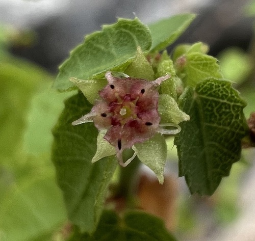 Dwarf ayenia (Ayenia insulicola)