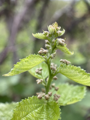 Ayenia jaliscana (Ayenia jaliscana)
