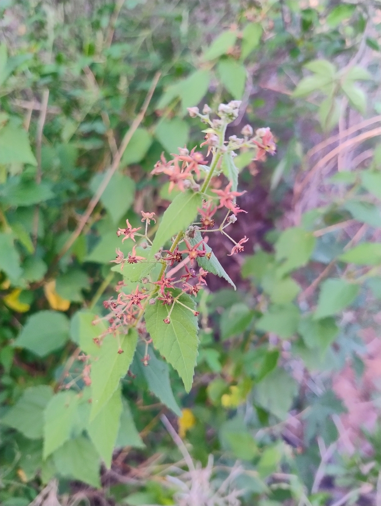 Ayenia jaliscana (Ayenia jaliscana)