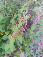 Ayenia jaliscana (Ayenia jaliscana)
