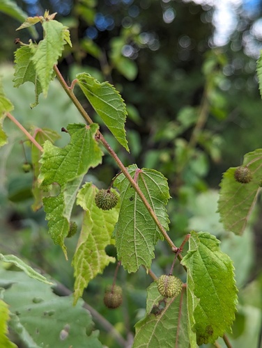 Ayenia jaliscana (Ayenia jaliscana)