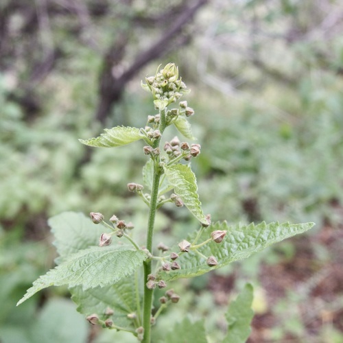 Ayenia jaliscana (Ayenia jaliscana)