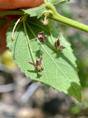 Ayenia jaliscana (Ayenia jaliscana)