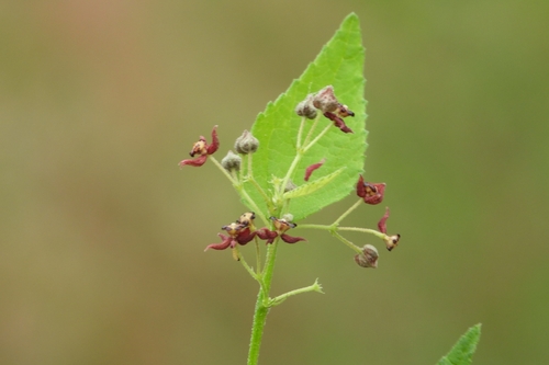 Ayenia jaliscana (Ayenia jaliscana)