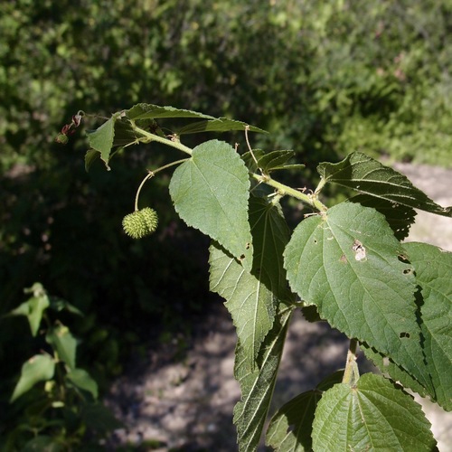 Ayenia jaliscana (Ayenia jaliscana)