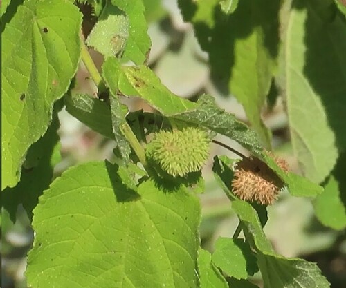 Rio Grande ayenia (Ayenia limitaris)