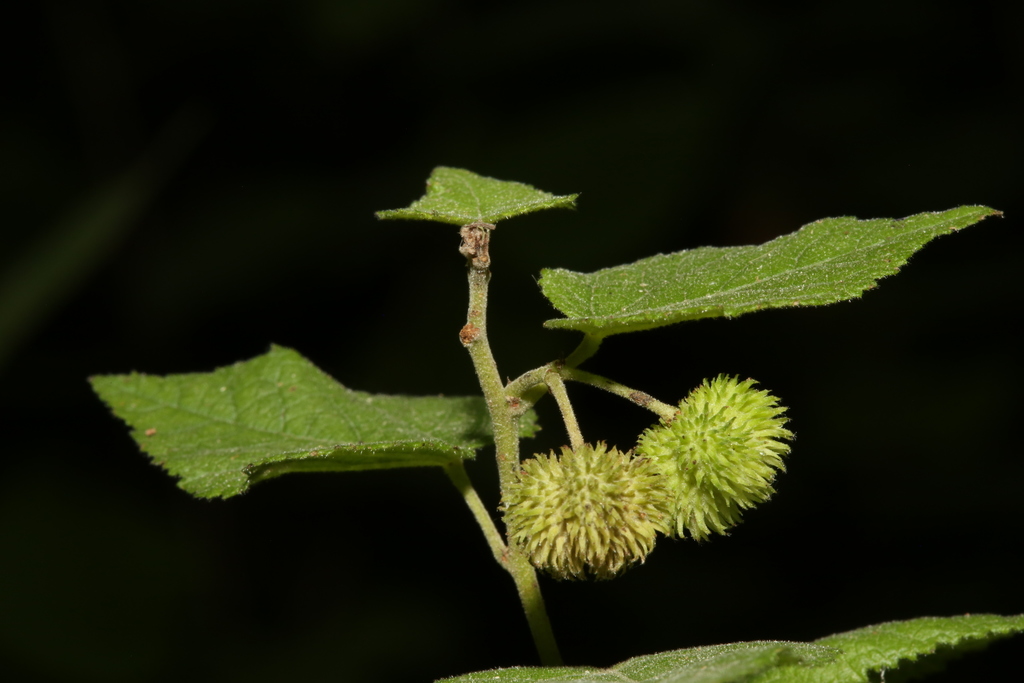 Rio Grande ayenia (Ayenia limitaris)