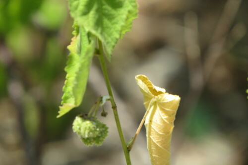 Rio Grande ayenia (Ayenia limitaris)