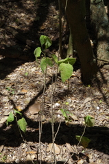 Rio Grande ayenia (Ayenia limitaris)