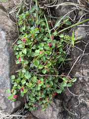 Ayenia mansfeldiana (Ayenia mansfeldiana)