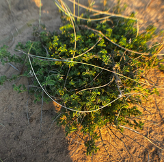 Ayenia mansfeldiana (Ayenia mansfeldiana)